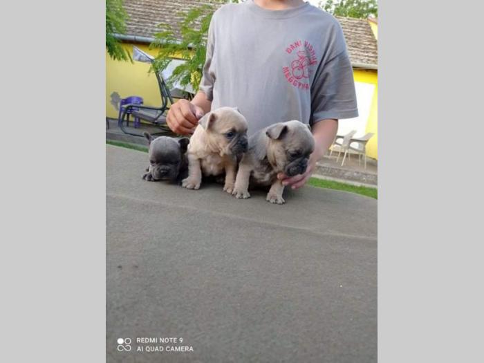 egzotični francuski buldog štenci besplatni mali oglasi