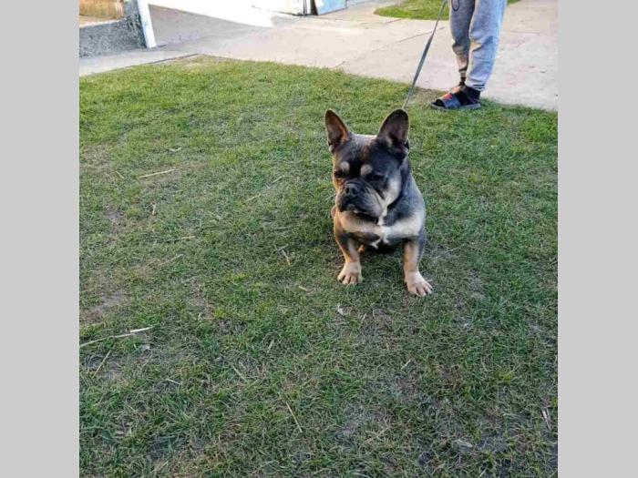egzotični francuski buldog štenci besplatni mali oglasi