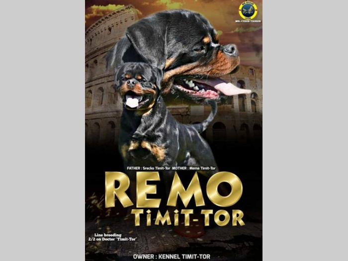 rotvajler štenci besplatni mali oglasi