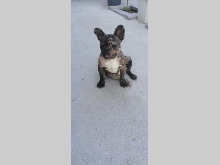 francuski buldog štene besplatni mali oglasi