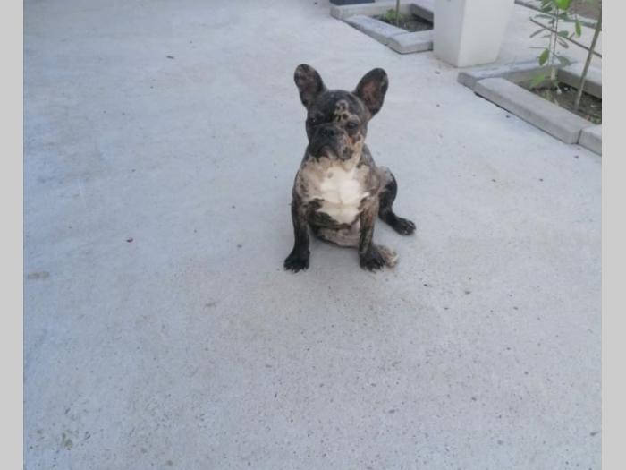 francuski buldog štene besplatni mali oglasi
