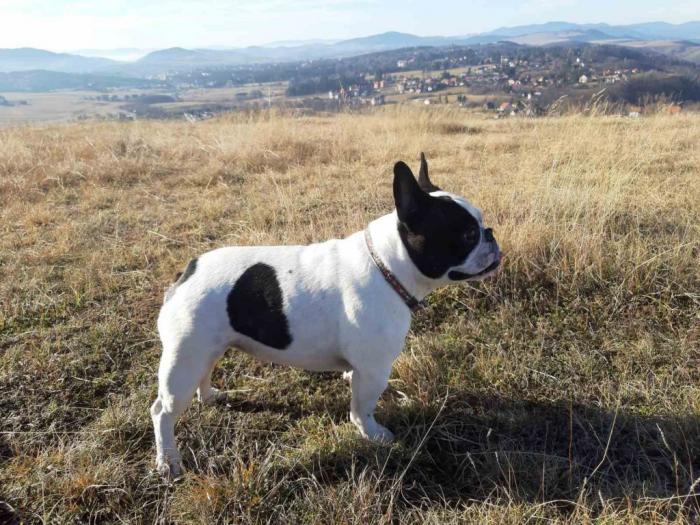 štenci francuskog buldoga besplatni mali oglasi