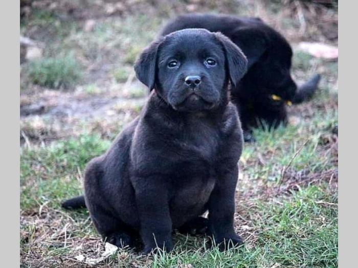 labrador retriver štenci besplatni mali oglasi