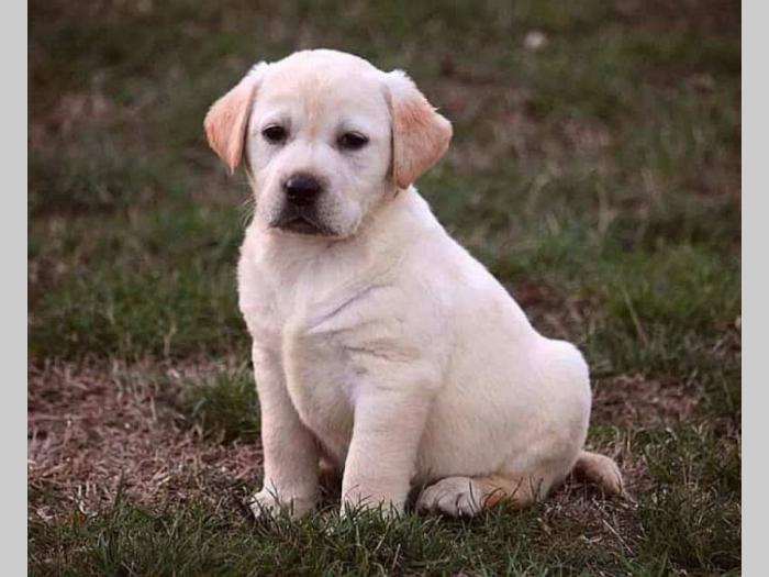 labrador retriver štenci besplatni mali oglasi
