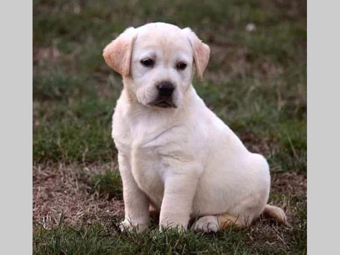 labrador retriver štenci besplatni mali oglasi