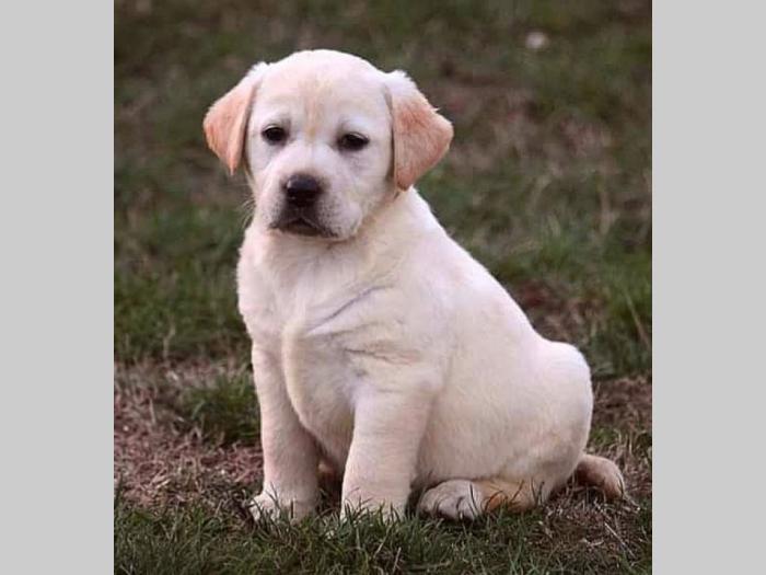 labrador retriver štenci besplatni mali oglasi