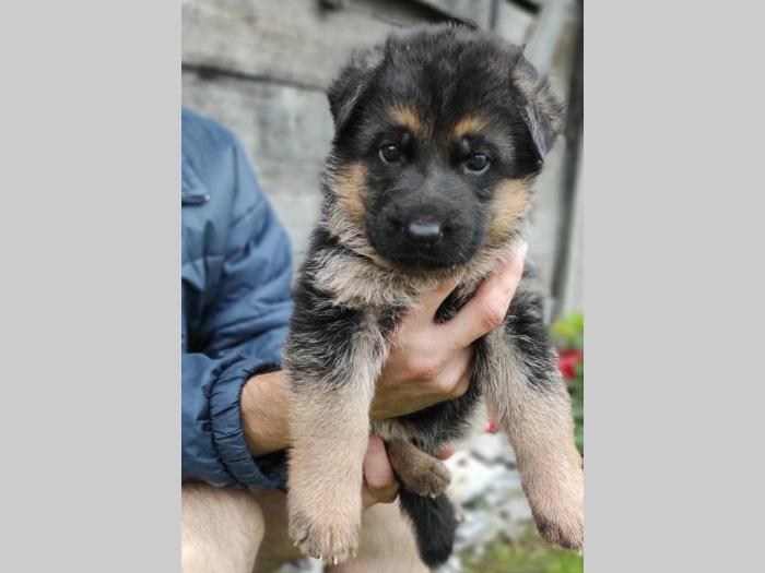 nemački ovčar dva vrhunska šteneta besplatni mali oglasi