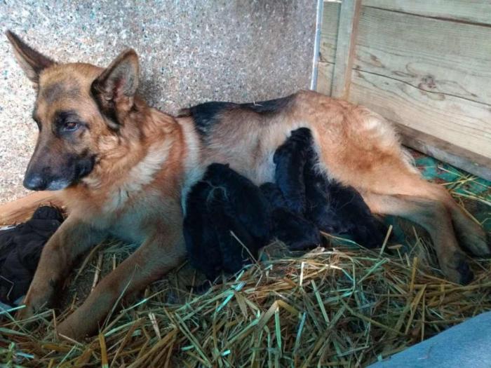 nemački ovčar dva vrhunska šteneta besplatni mali oglasi