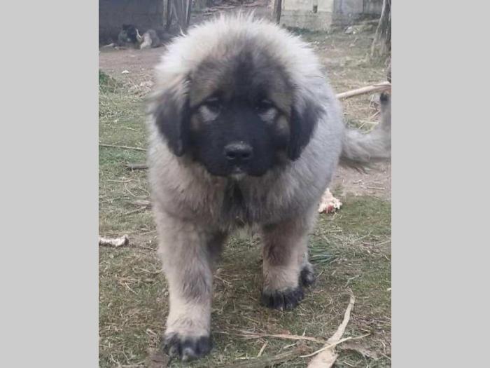 šarplaninac štenci i odrasli psi besplatni mali oglasi