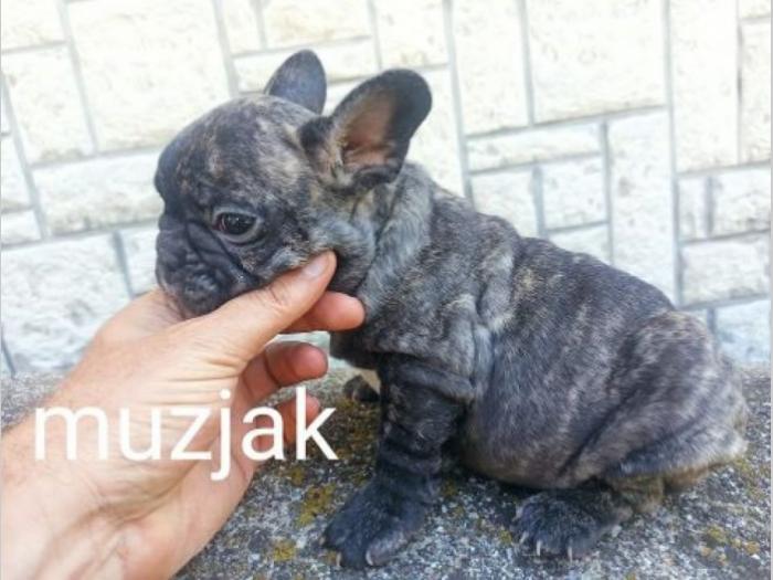 francuski buldog besplatni mali oglasi