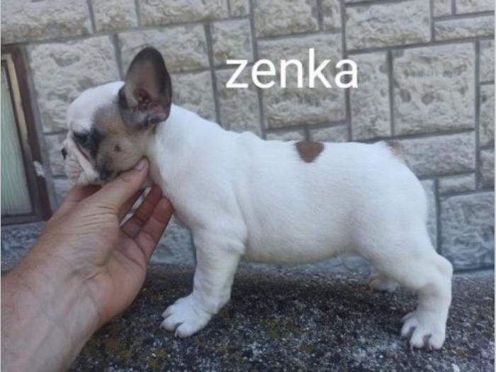 francuski buldog besplatni mali oglasi