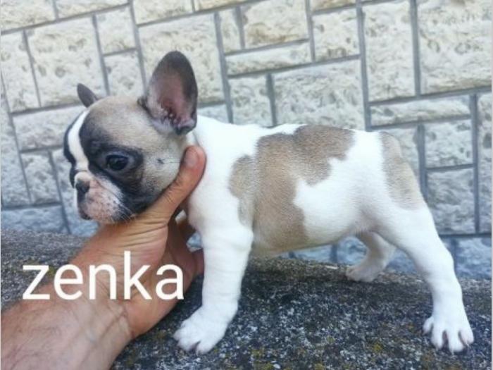 francuski buldog besplatni mali oglasi
