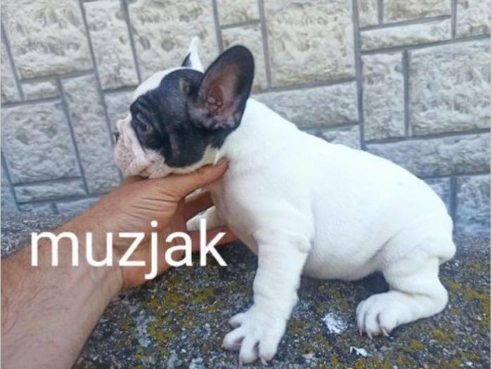 francuski buldog besplatni mali oglasi