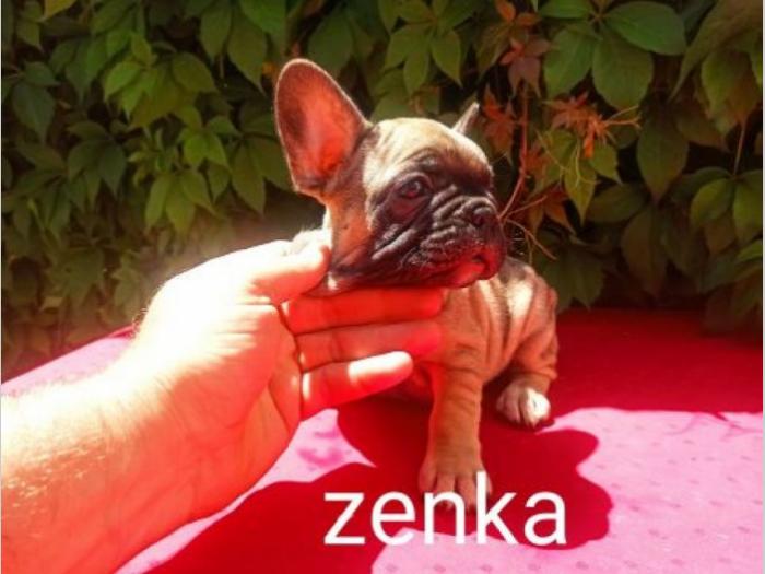 francuski buldog besplatni mali oglasi