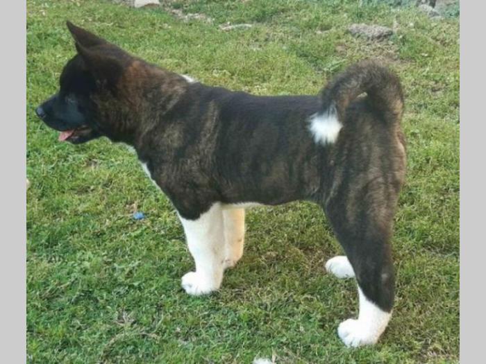 američka akita štenci besplatni mali oglasi