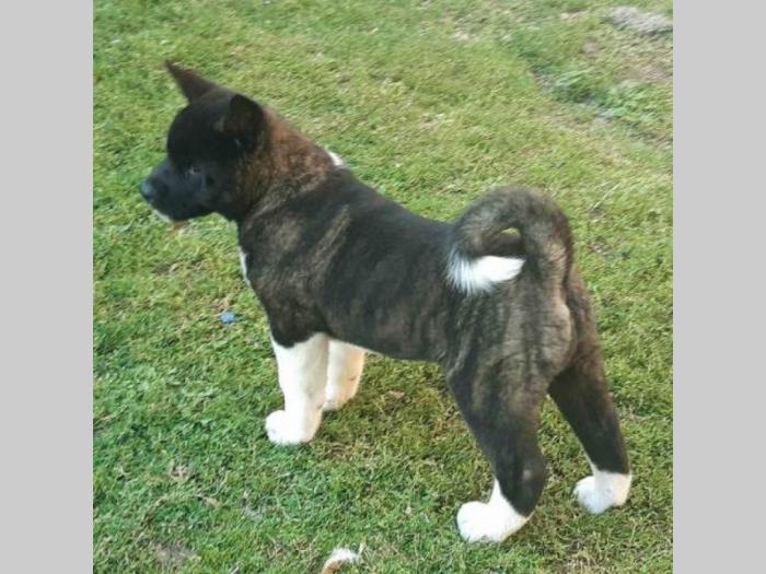 američka akita štenci besplatni mali oglasi