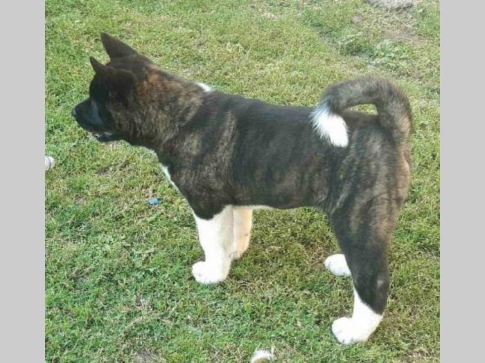 američka akita štenci besplatni mali oglasi