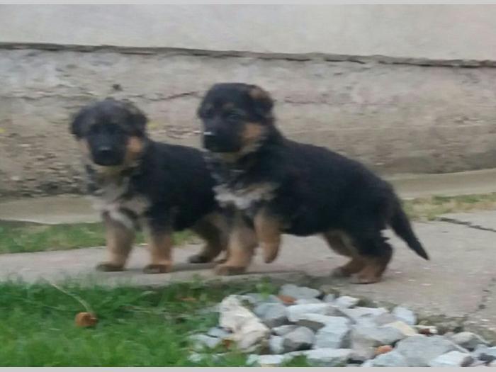 nemački ovčar štenci besplatni mali oglasi