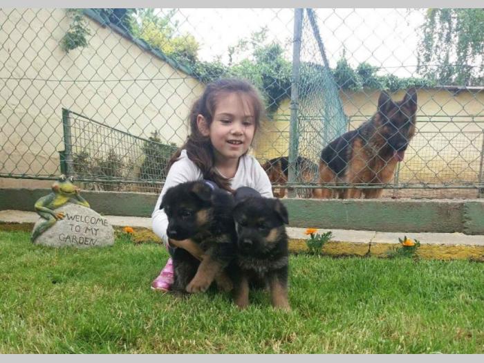 nemački ovčar štenci besplatni mali oglasi