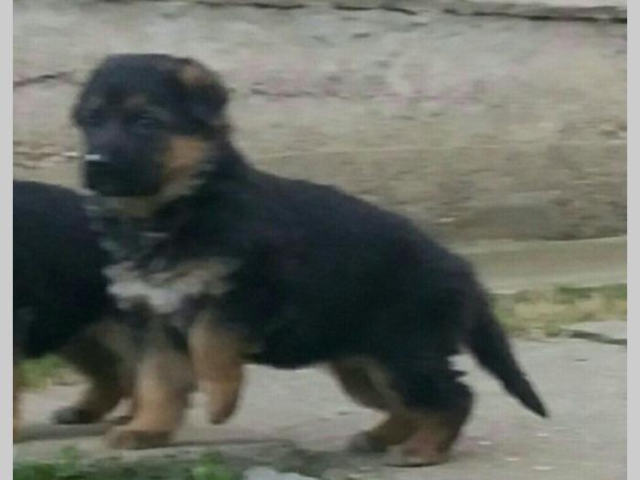 nemački ovčar štenci besplatni mali oglasi