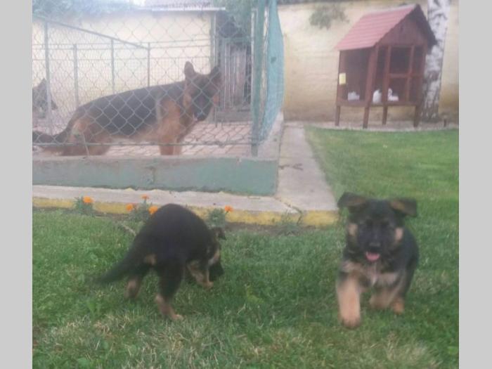 nemački ovčar štenci besplatni mali oglasi