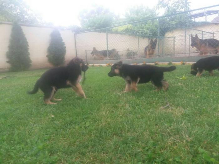 nemački ovčar štenci besplatni mali oglasi