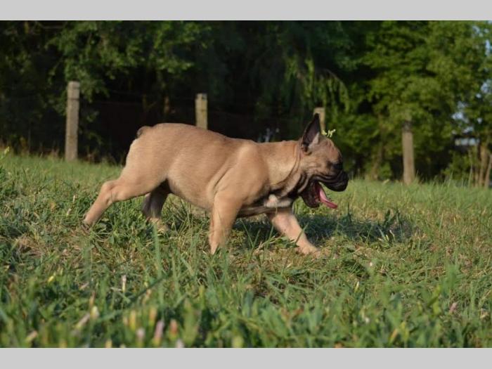 francuski buldog štenci besplatni mali oglasi