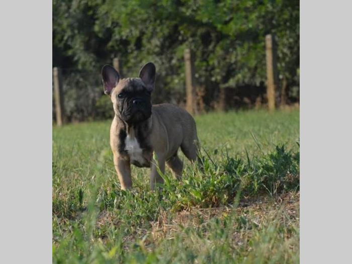 francuski buldog štenci besplatni mali oglasi