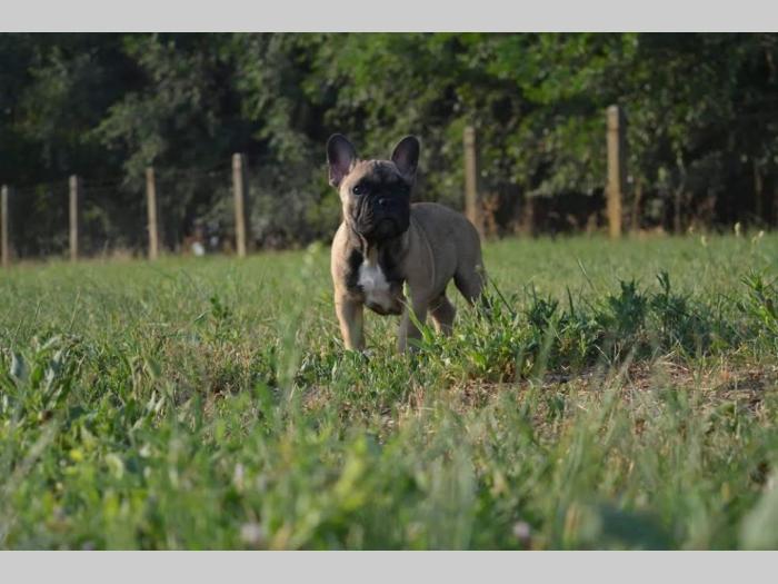 francuski buldog štenci besplatni mali oglasi