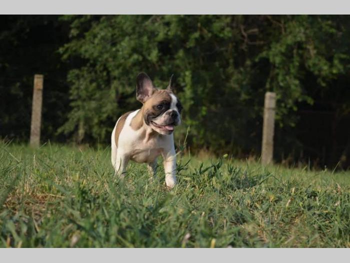 francuski buldog štenci besplatni mali oglasi