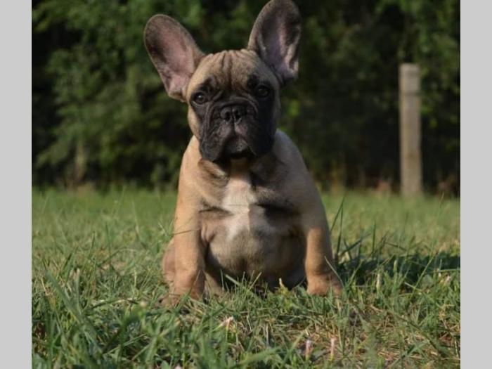 francuski buldog štenci besplatni mali oglasi
