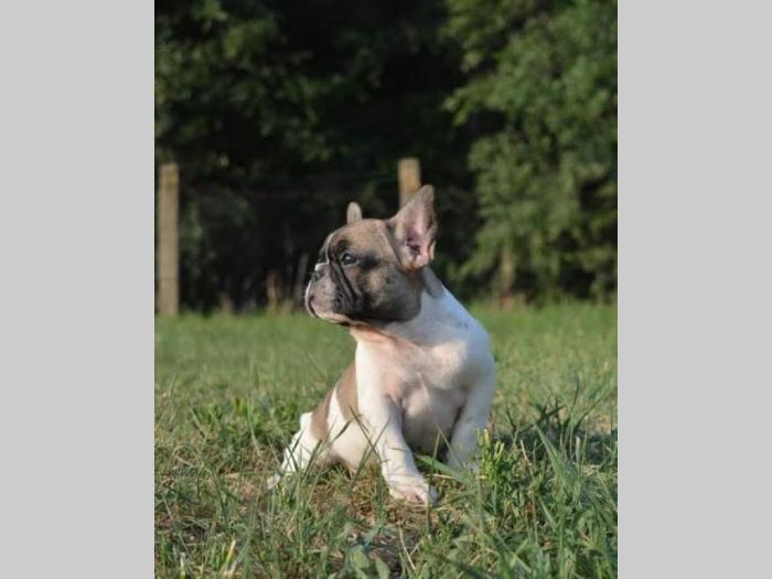 francuski buldog štenci besplatni mali oglasi