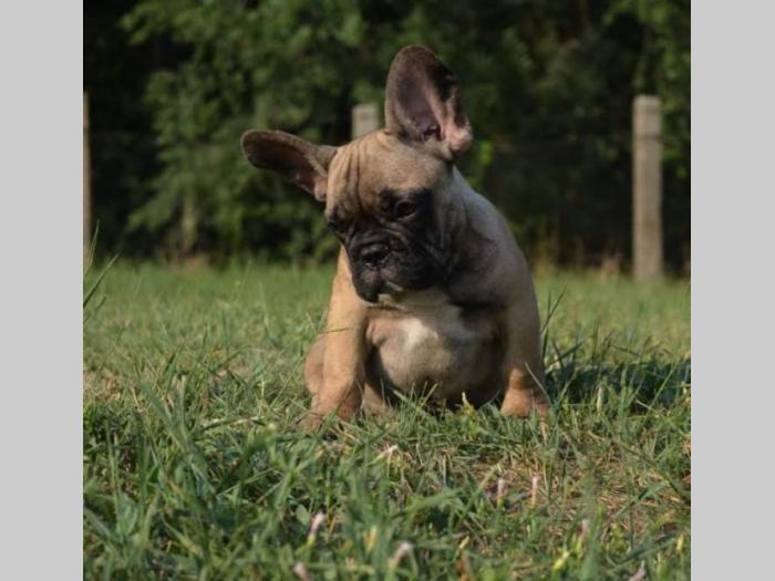 francuski buldog štenci besplatni mali oglasi
