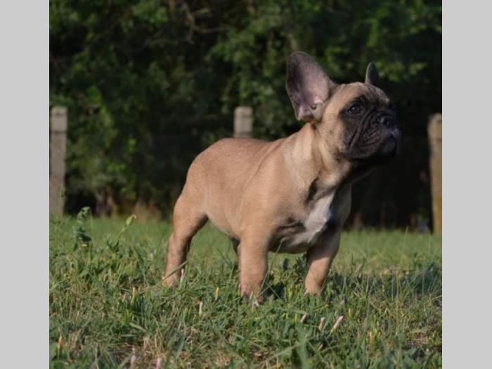francuski buldog štenci besplatni mali oglasi