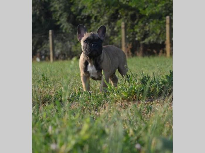 francuski buldog štenci besplatni mali oglasi