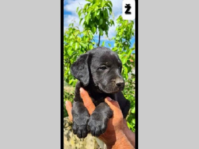 labrador retriver besplatni mali oglasi