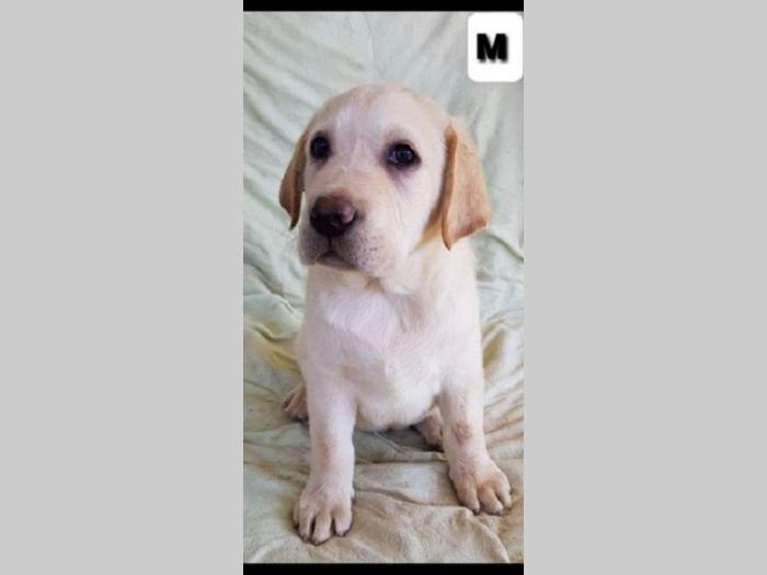 labrador retriver besplatni mali oglasi