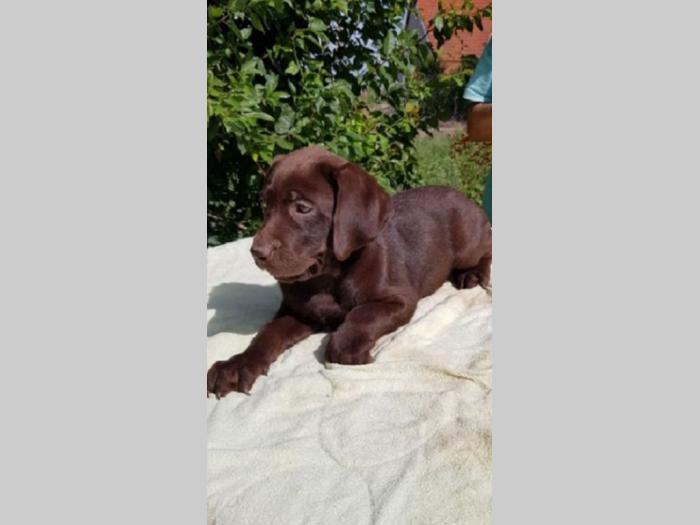 labrador retriver besplatni mali oglasi
