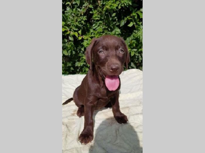 labrador retriver besplatni mali oglasi