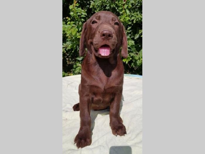 labrador retriver besplatni mali oglasi