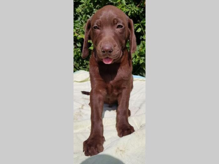 labrador retriver besplatni mali oglasi