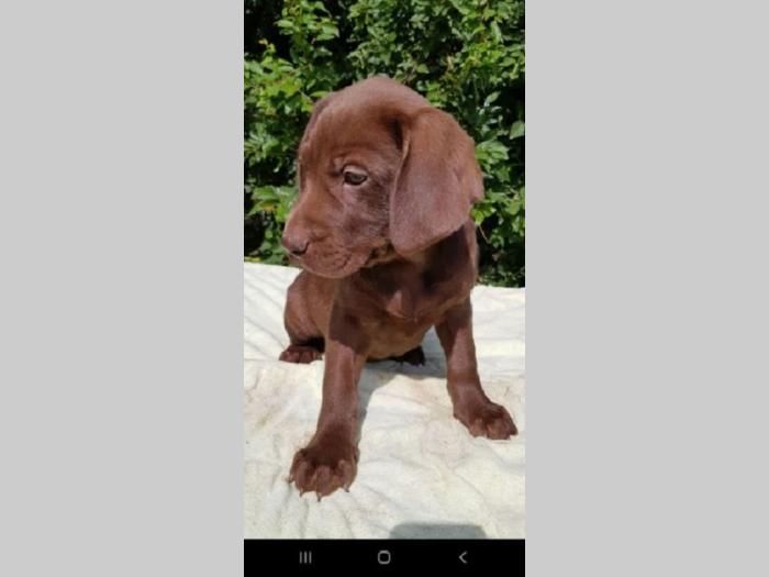 labrador retriver besplatni mali oglasi