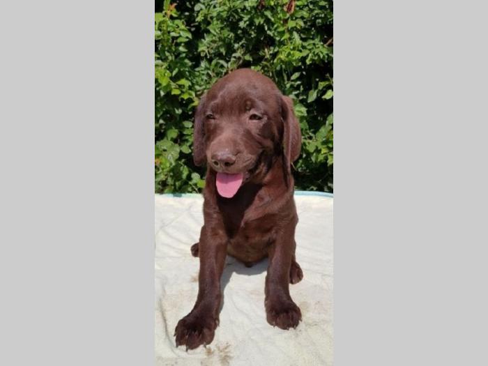 labrador retriver besplatni mali oglasi