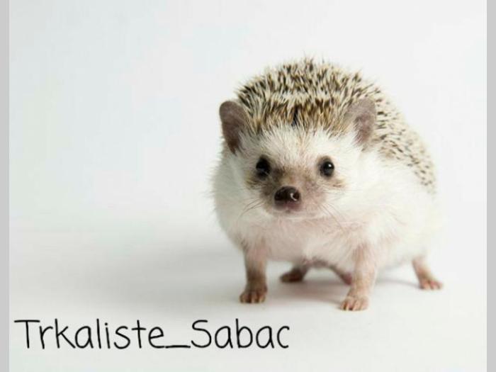 afrički patuljasti ježevi besplatni mali oglasi