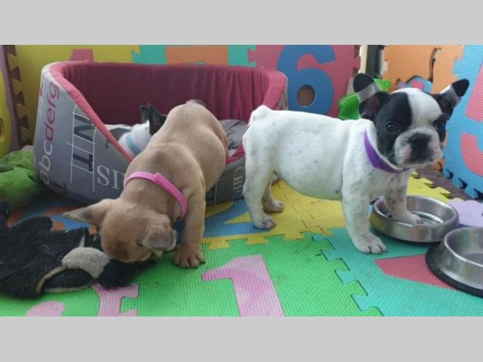 francuski buldog štenci besplatni mali oglasi