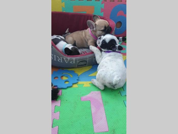 francuski buldog štenci besplatni mali oglasi
