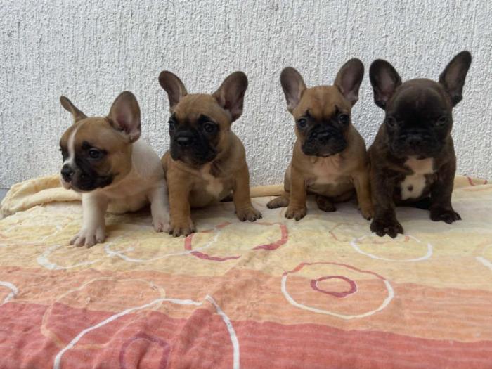 francuski buldog štenci besplatni mali oglasi