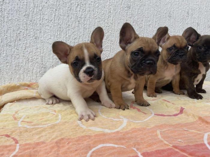 francuski buldog štenci besplatni mali oglasi
