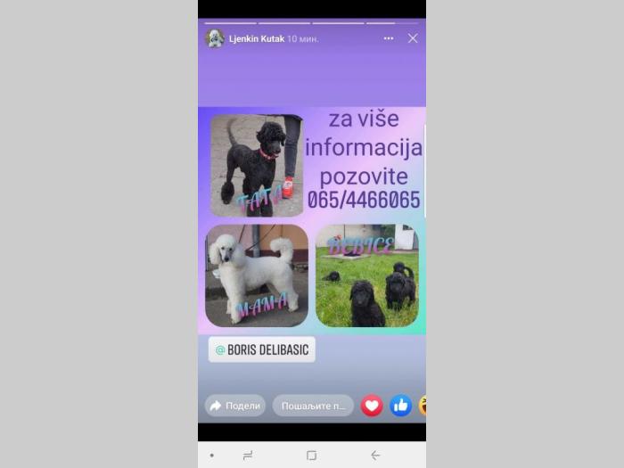 na prodaju štenci kraljevske (standard) pudle besplatni mali oglasi