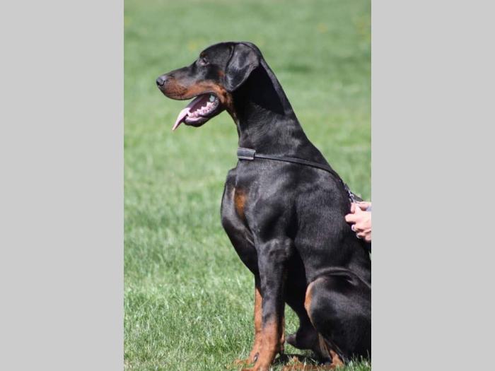doberman štenci besplatni mali oglasi